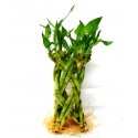 small cage shape lucky bamboo